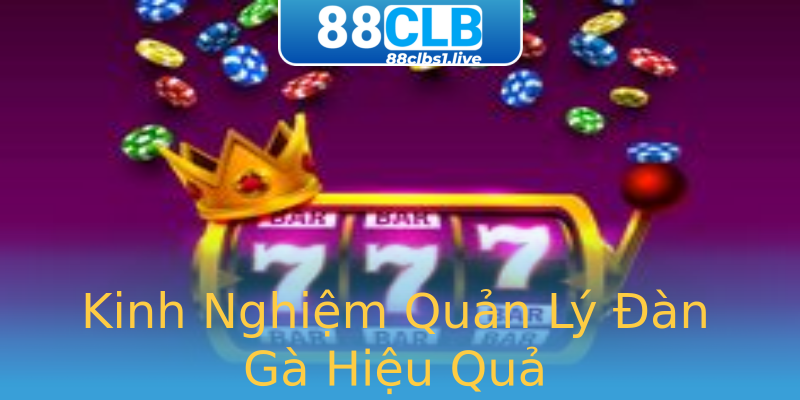 Kinh Nghiệm Quản Lý Đàn Gà Hiệu Quả Kinh Nghiệm Quản Lý Đàn Gà Hiệu Quả