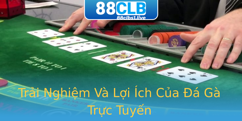 Trải Nghiệm Và Lợi Ích Của Đá Gà Trực Tuyến Trải Nghiệm Và Lợi Ích Của Đá Gà Trực Tuyến